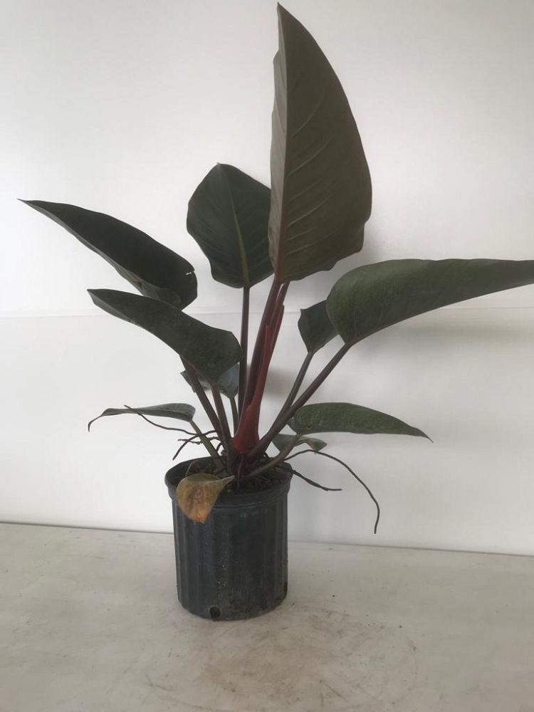 philodendron-rojo-congo-red-congo-philodendron