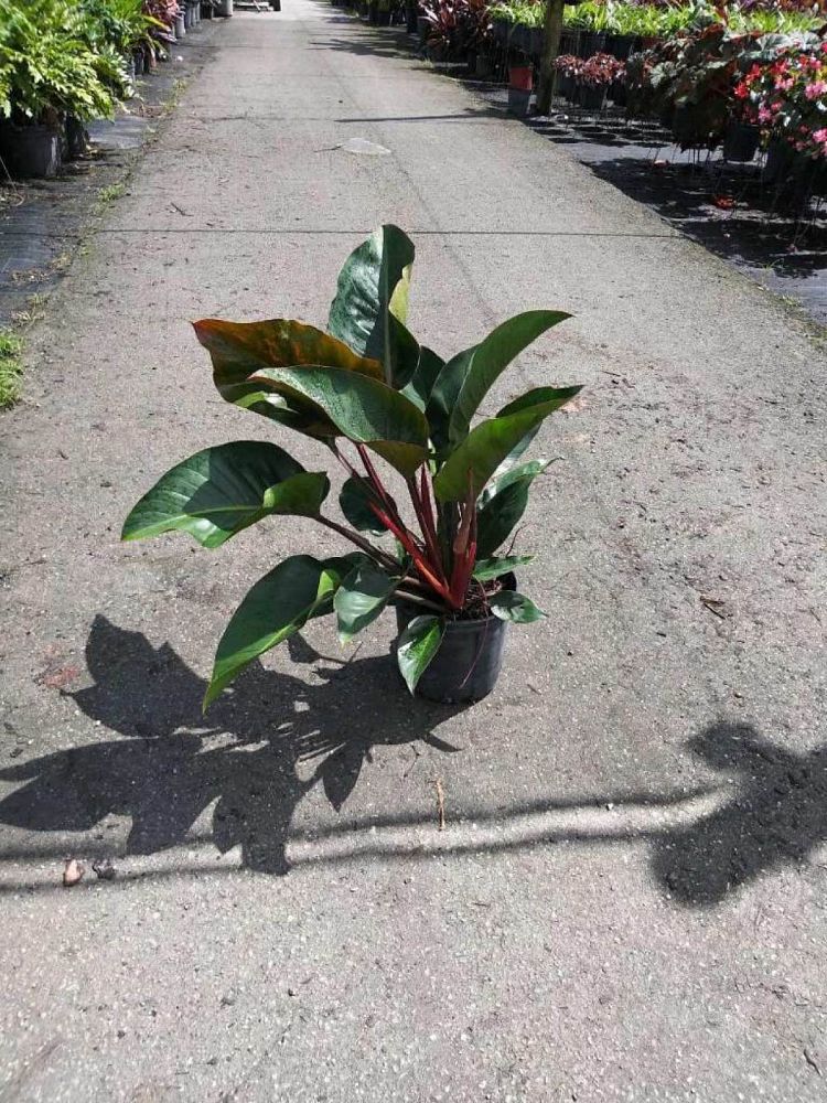 philodendron-rojo-congo-red-congo-philodendron