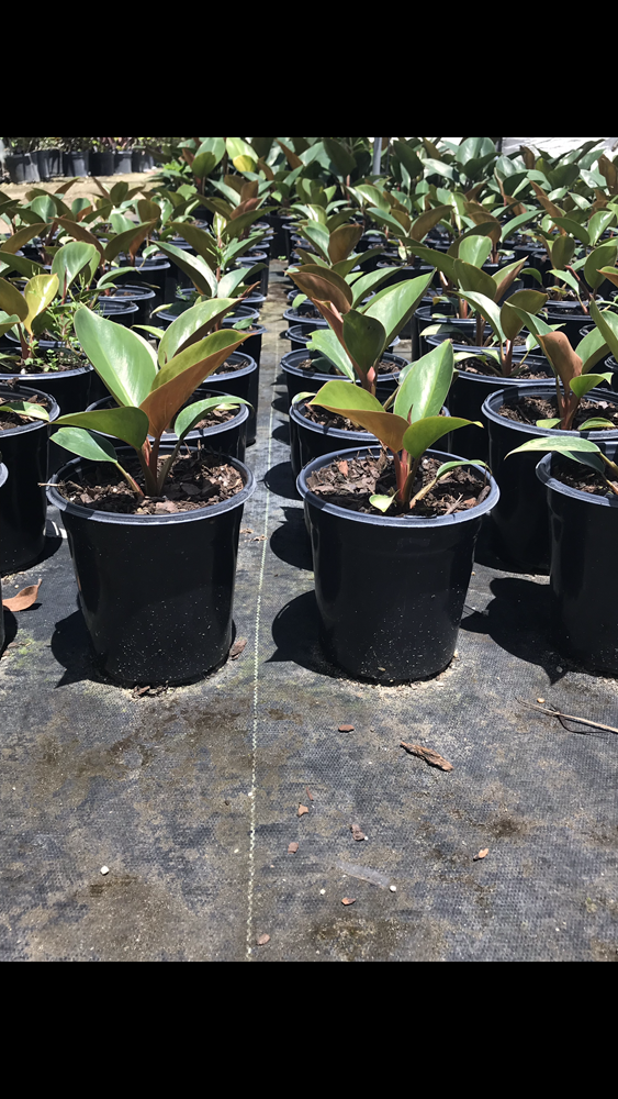 philodendron-rojo-congo-red-congo-philodendron