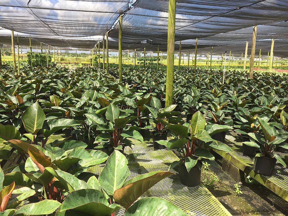 philodendron-rojo-congo-red-congo-philodendron