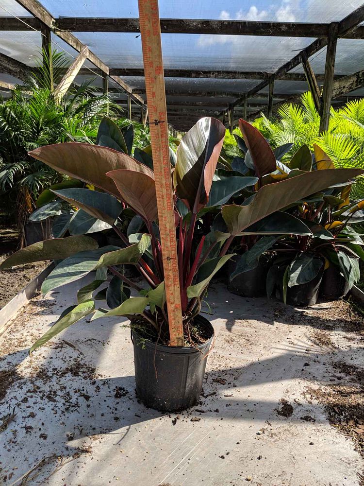 philodendron-rojo-congo-red-congo-philodendron