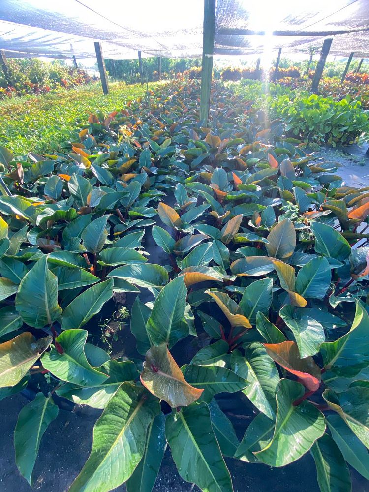 philodendron-rojo-congo-red-congo-philodendron