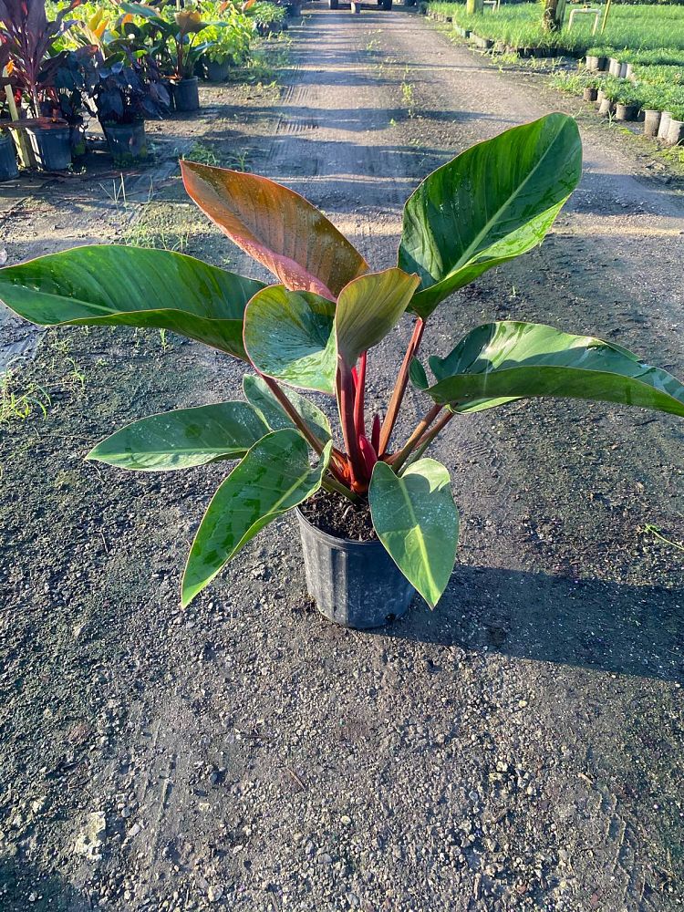 philodendron-rojo-congo-red-congo-philodendron