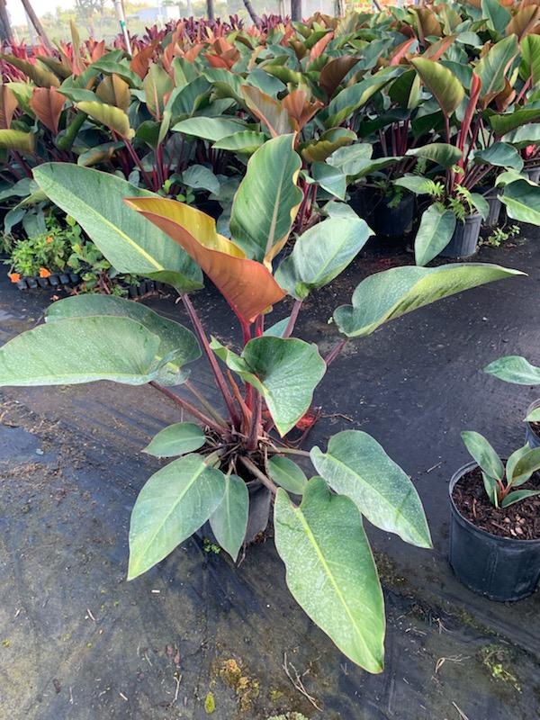 philodendron-rojo-congo-red-congo-philodendron