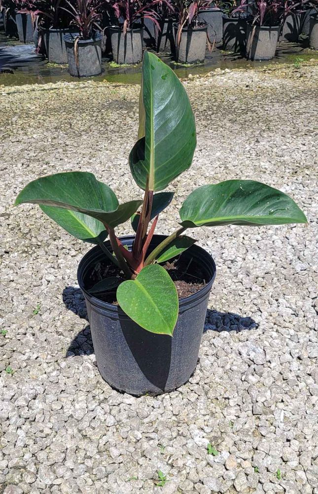 philodendron-rojo-congo-red-congo-philodendron