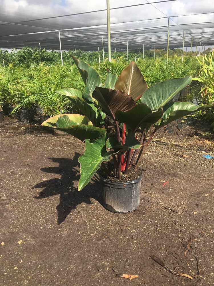 philodendron-rojo-congo-red-congo-philodendron