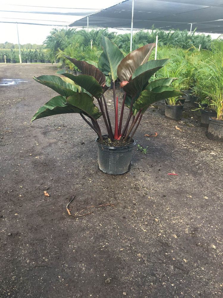 philodendron-rojo-congo-red-congo-philodendron