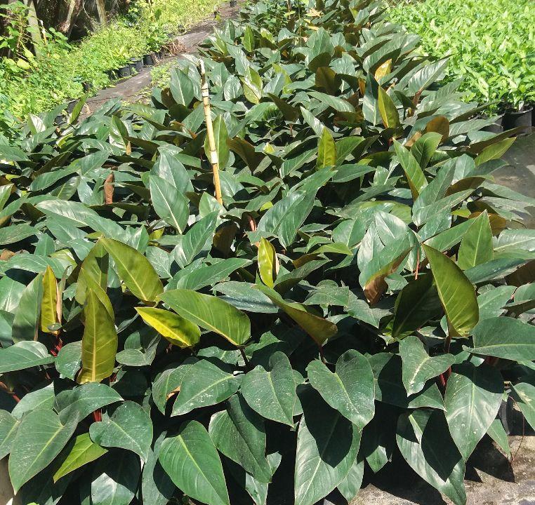 philodendron-rojo-congo-red-congo-philodendron