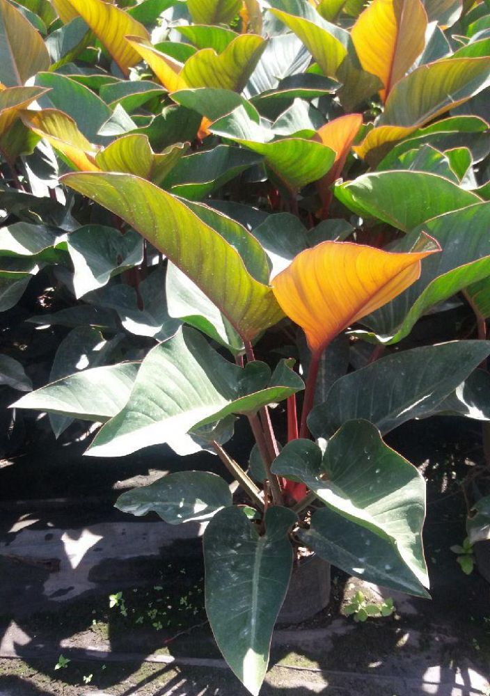 philodendron-rojo-congo-red-congo-philodendron