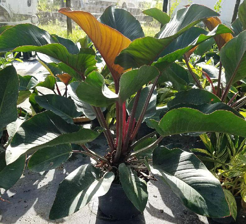philodendron-rojo-congo-red-congo-philodendron