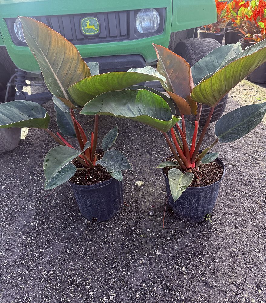 philodendron-rojo-congo-red-congo-philodendron