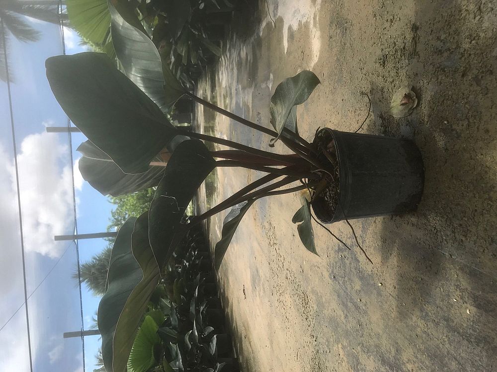 philodendron-rojo-congo-red-congo-philodendron