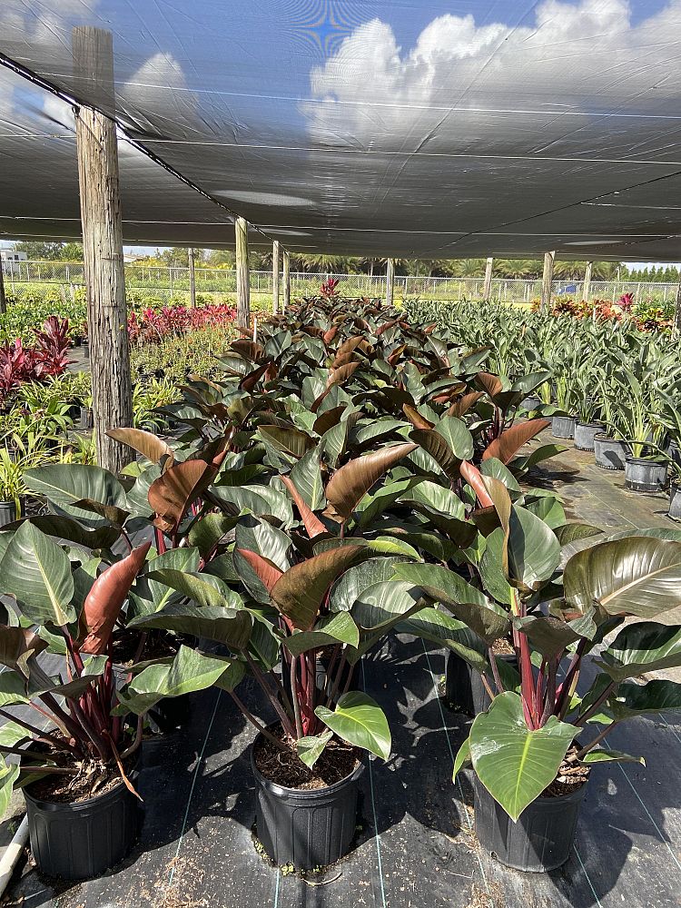 philodendron-rojo-congo-red-congo-philodendron
