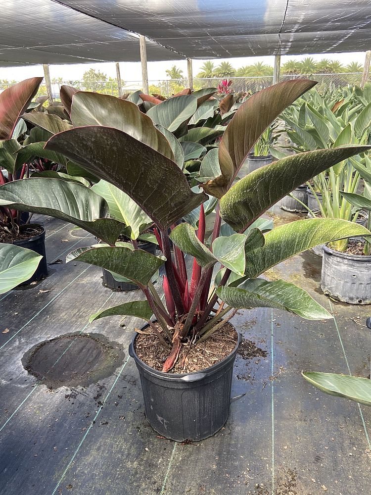 philodendron-rojo-congo-red-congo-philodendron
