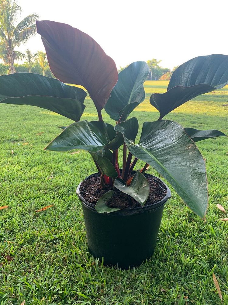 philodendron-rojo-congo-red-congo-philodendron