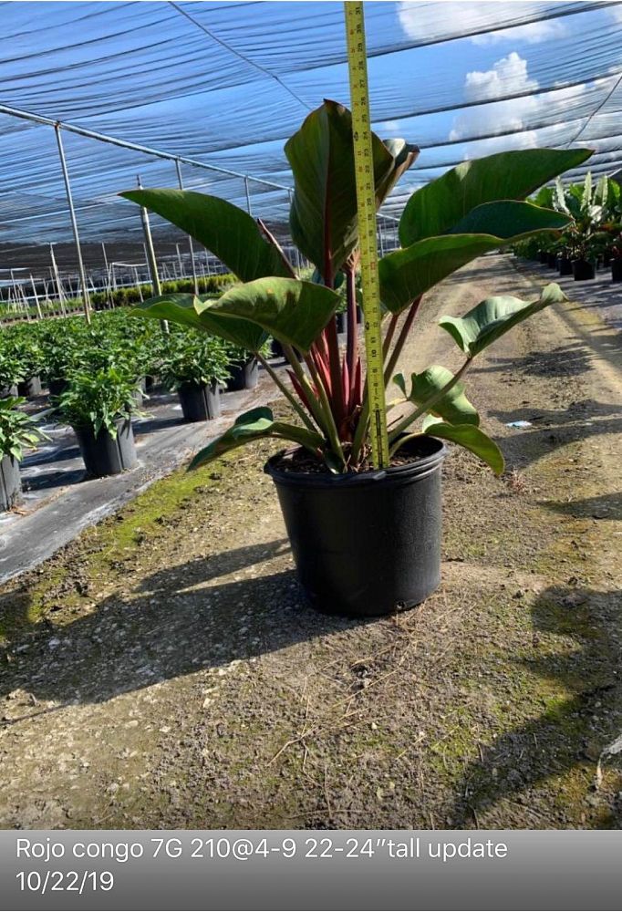 philodendron-rojo-congo-red-congo-philodendron