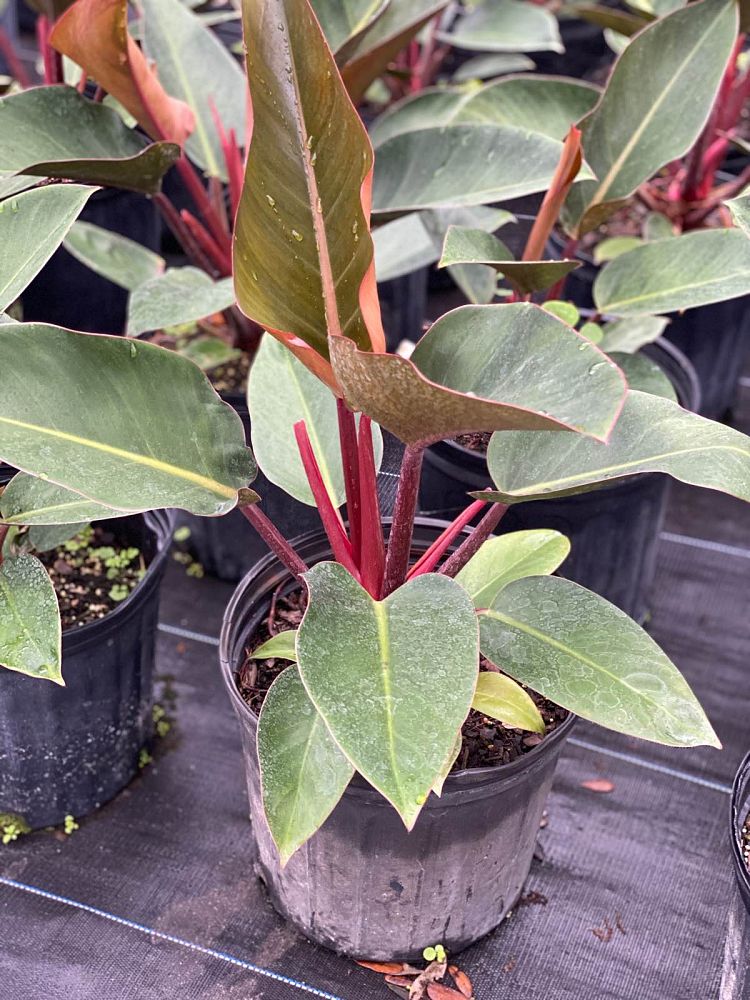 philodendron-rojo-congo-red-congo-philodendron