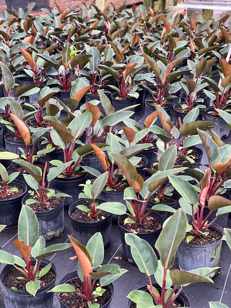 philodendron-rojo-congo-red-congo-philodendron