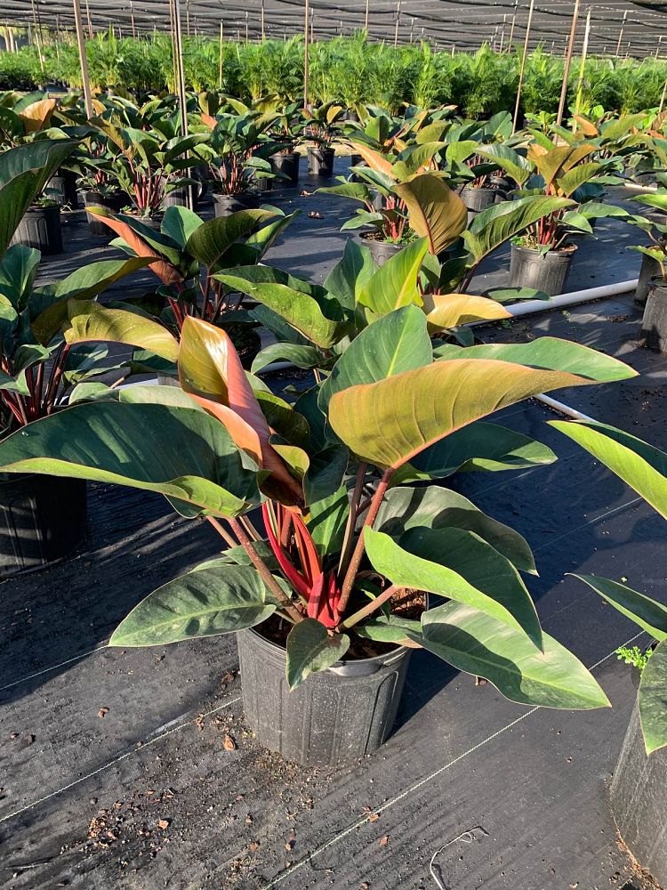 philodendron-rojo-congo-red-congo-philodendron