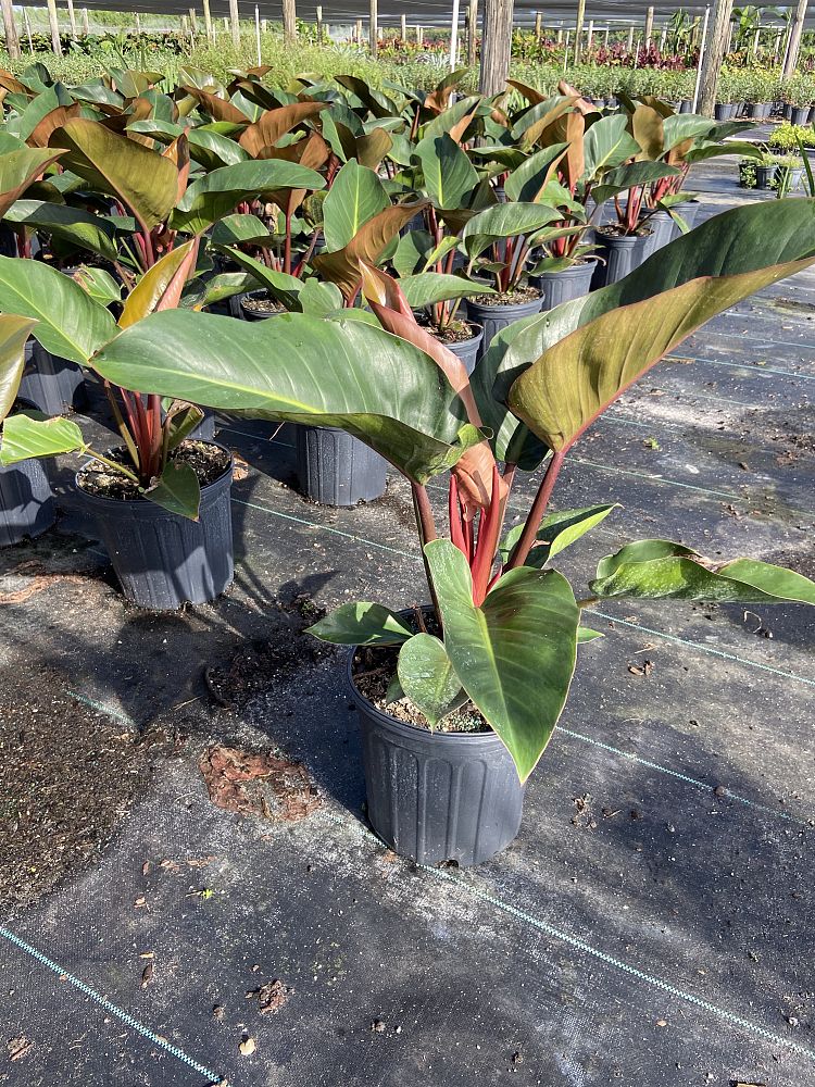 philodendron-rojo-congo-red-congo-philodendron