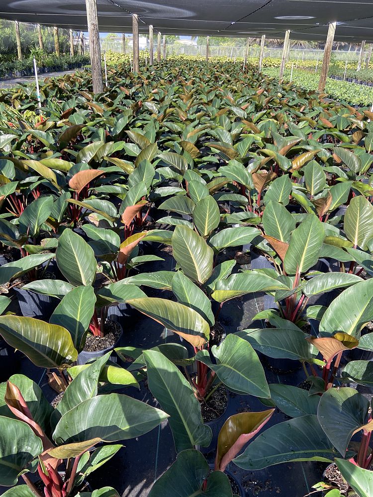 philodendron-rojo-congo-red-congo-philodendron