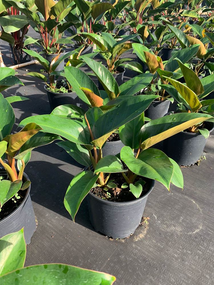 philodendron-rojo-congo-red-congo-philodendron