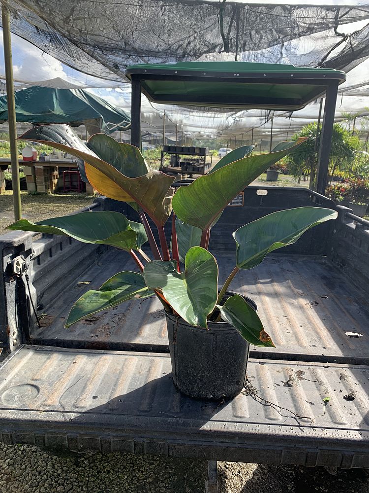 philodendron-rojo-congo-red-congo-philodendron