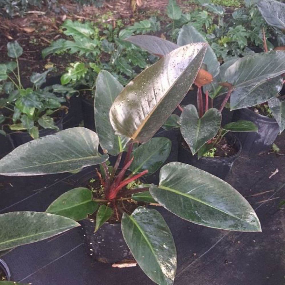 philodendron-rojo-congo-red-congo-philodendron