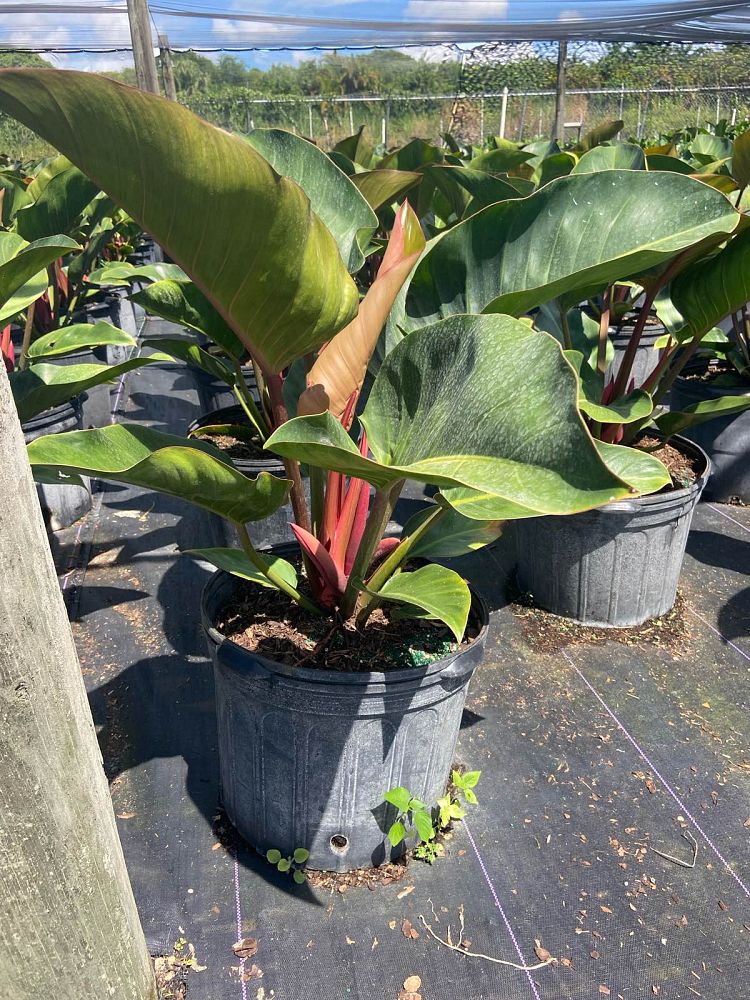 philodendron-rojo-congo-red-congo-philodendron
