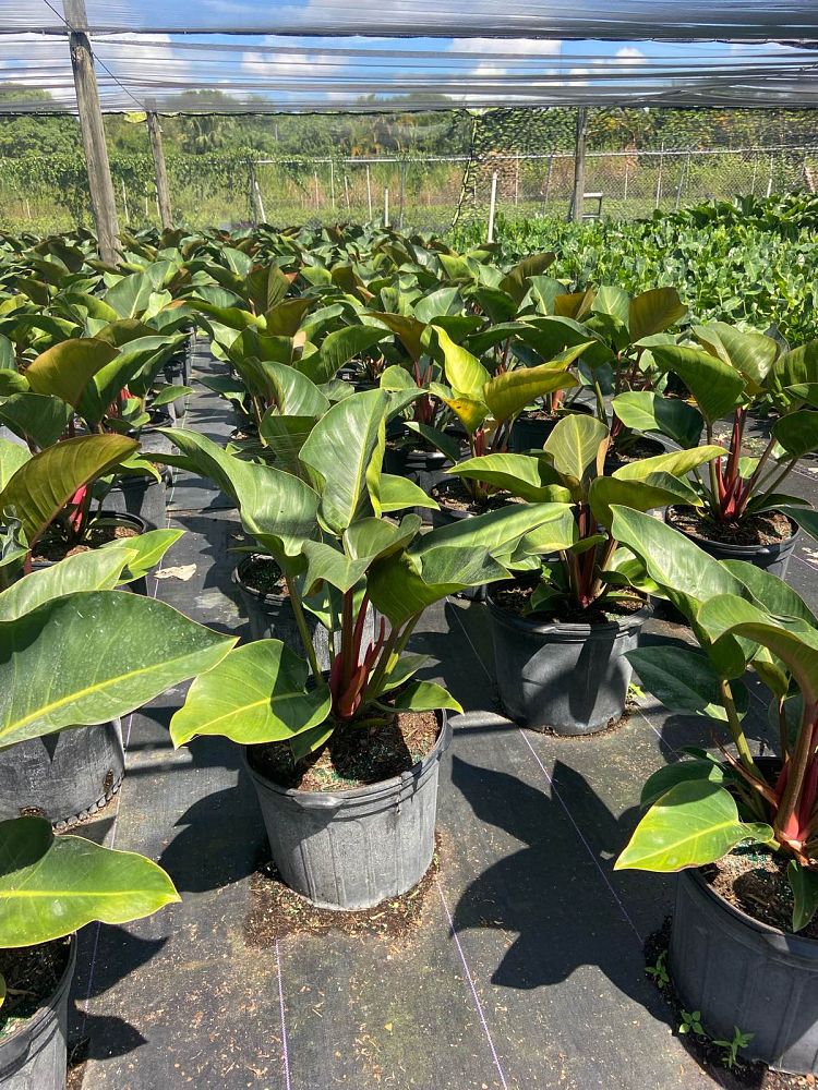 philodendron-rojo-congo-red-congo-philodendron