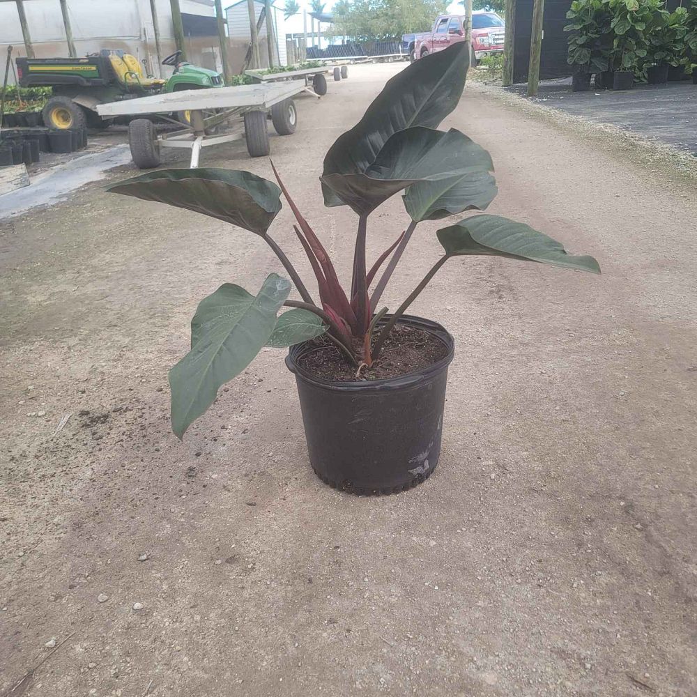 philodendron-rojo-congo-red-congo-philodendron