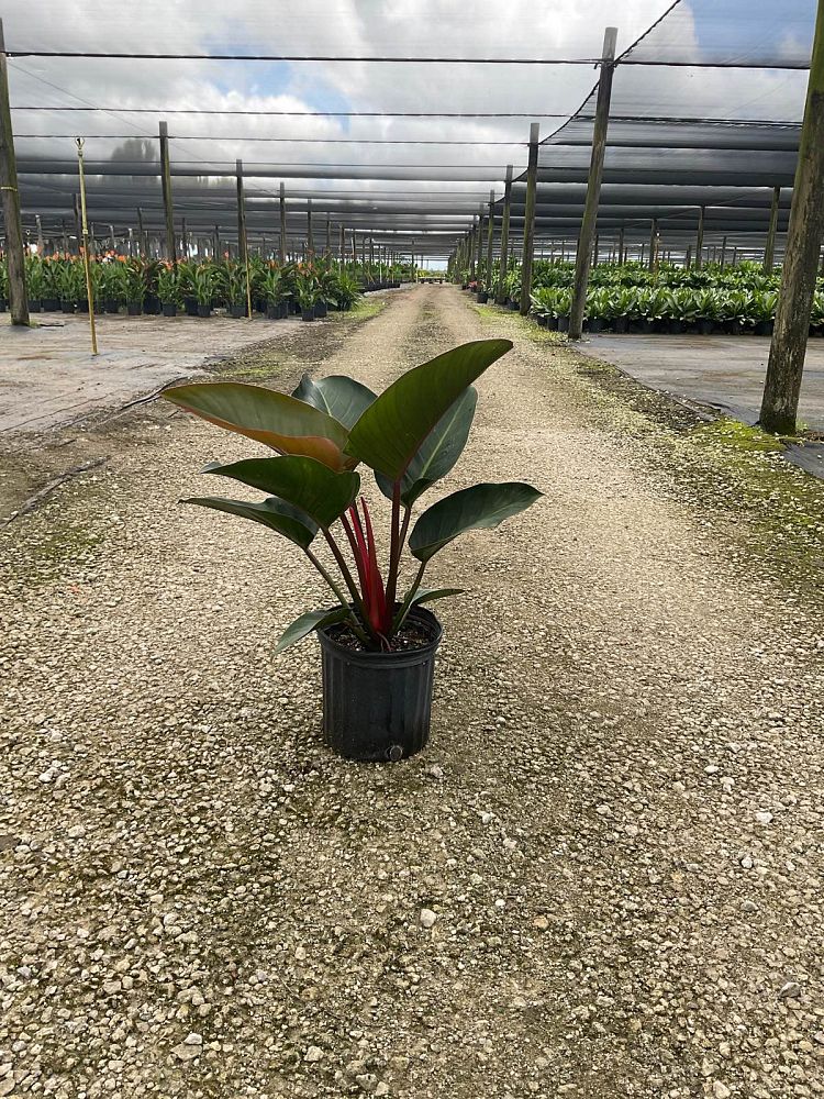 philodendron-rojo-congo-red-congo-philodendron