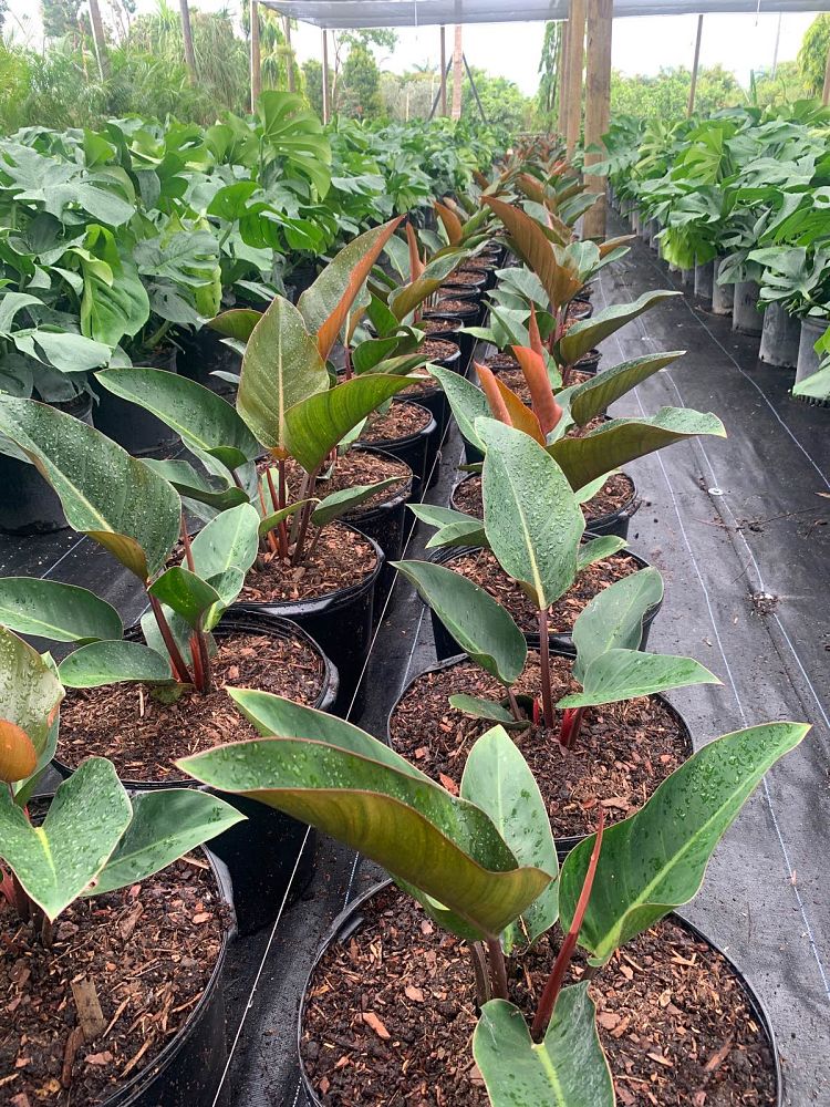philodendron-rojo-congo-red-congo-philodendron