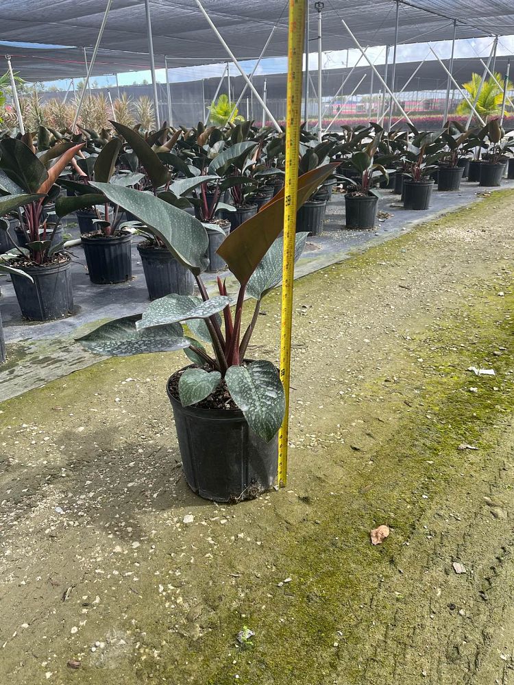 philodendron-rojo-congo-red-congo-philodendron