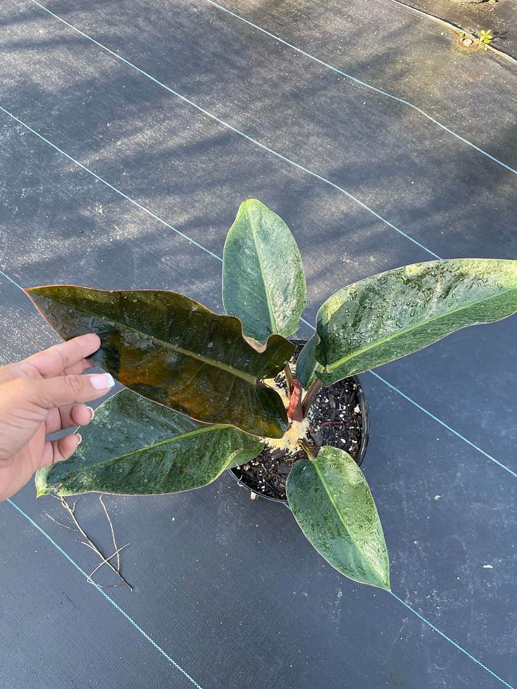 philodendron-rojo-congo-red-congo-philodendron