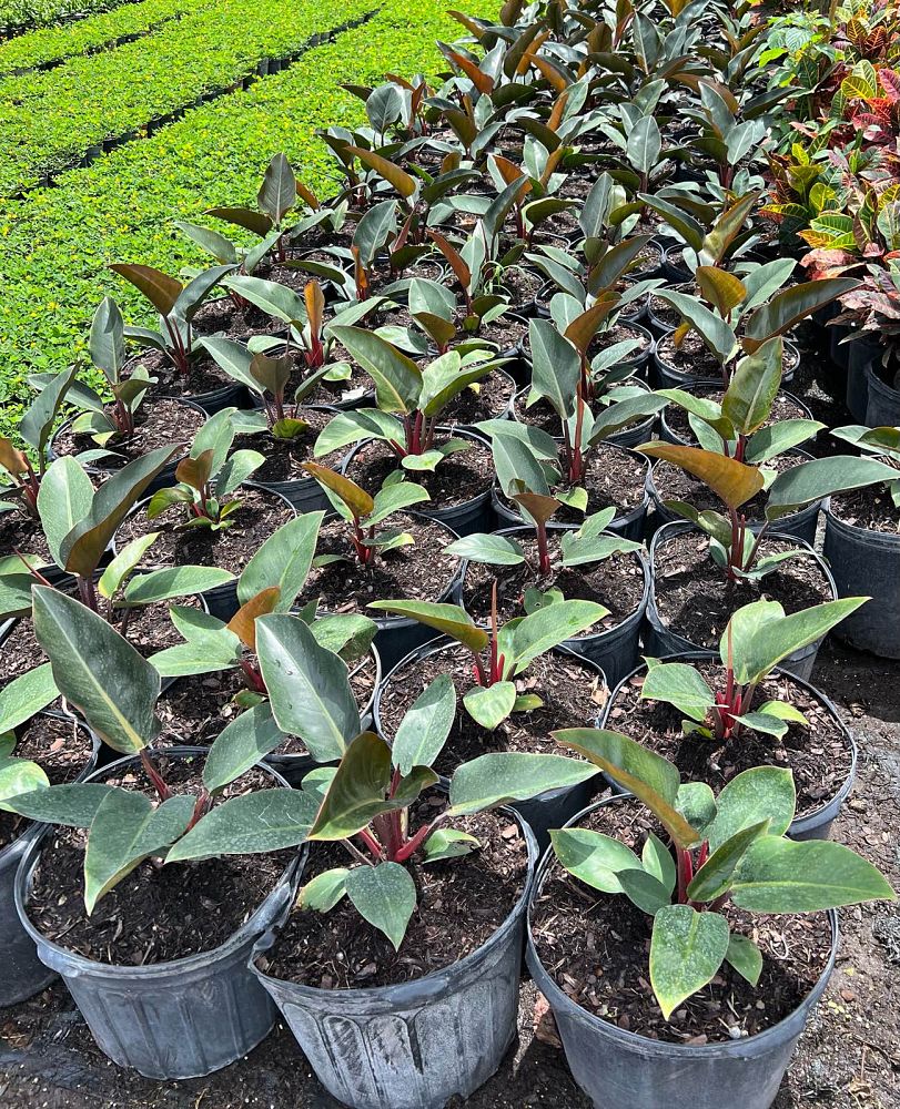 philodendron-rojo-congo-red-congo-philodendron