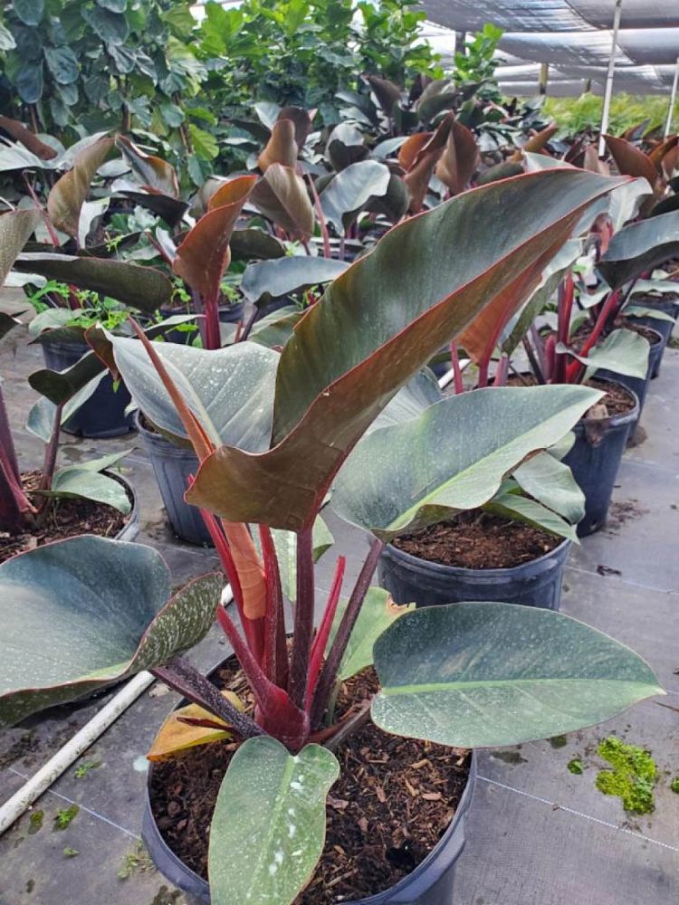 philodendron-rojo-congo-red-congo-philodendron