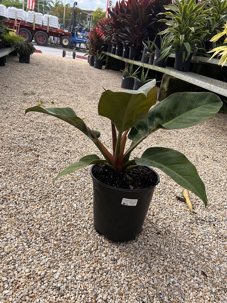 philodendron-rojo-congo-red-congo-philodendron