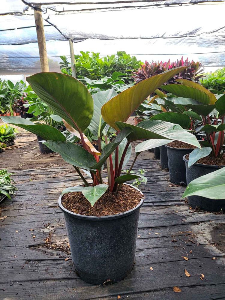 philodendron-rojo-congo-red-congo-philodendron