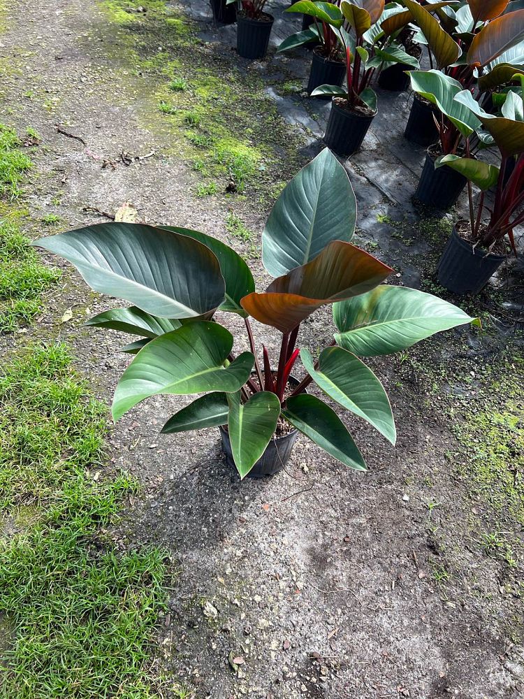 philodendron-rojo-congo-red-congo-philodendron
