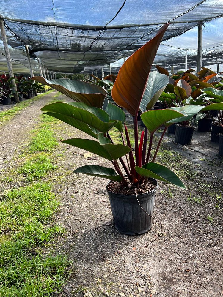 philodendron-rojo-congo-red-congo-philodendron