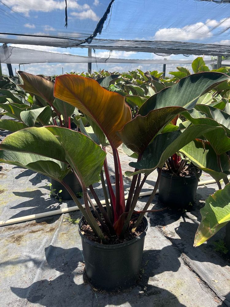 philodendron-rojo-congo-red-congo-philodendron