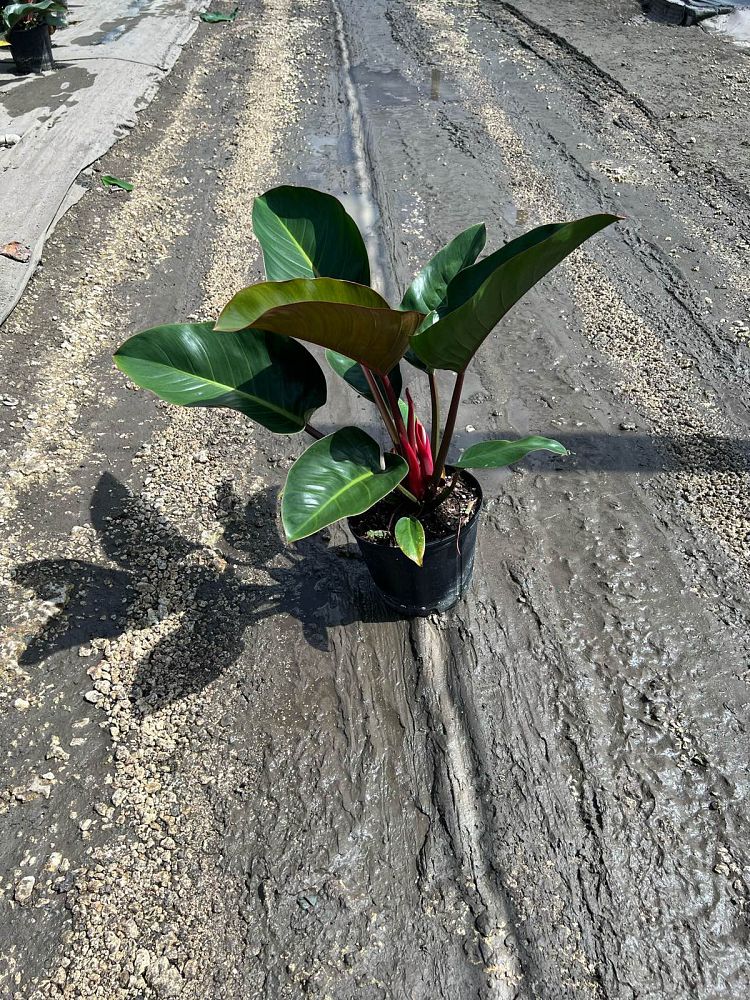 philodendron-rojo-congo-red-congo-philodendron