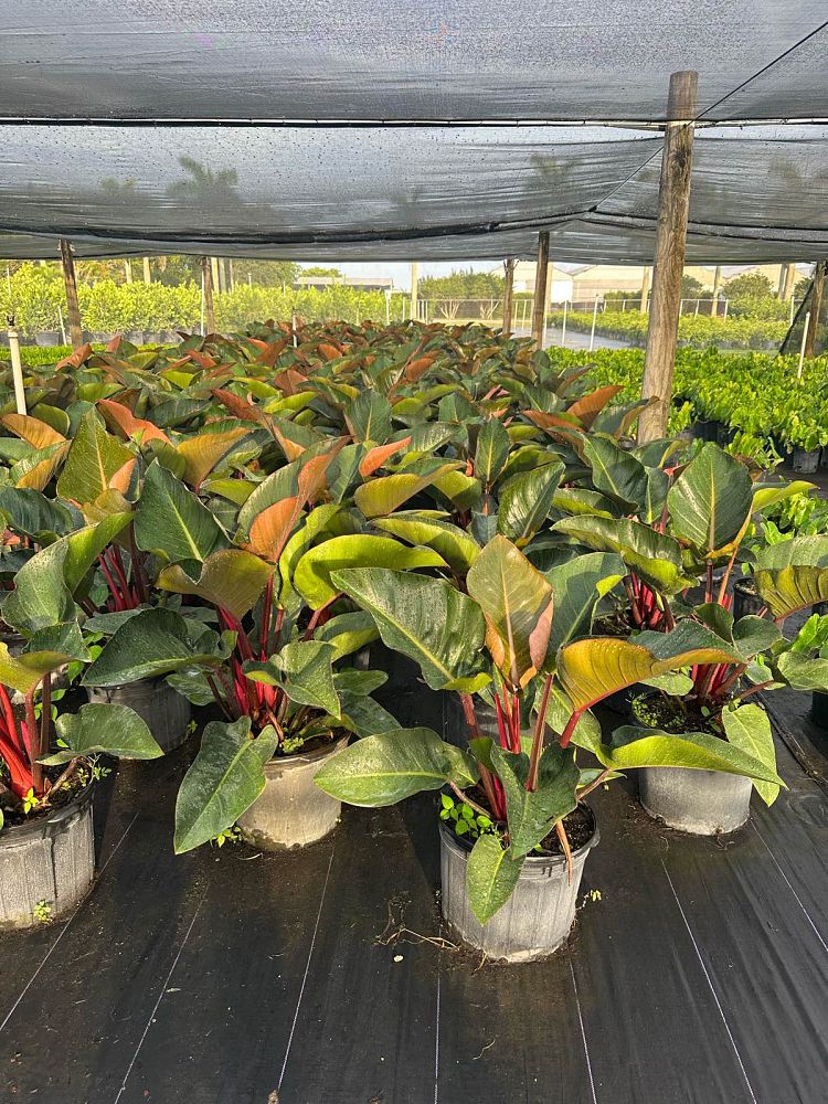 philodendron-rojo-congo-red-congo-philodendron