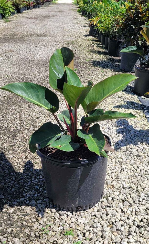 philodendron-rojo-congo-red-congo-philodendron