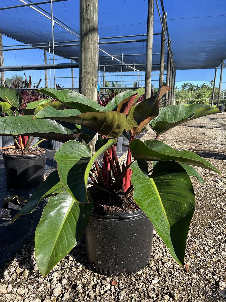 philodendron-rojo-congo-red-congo-philodendron