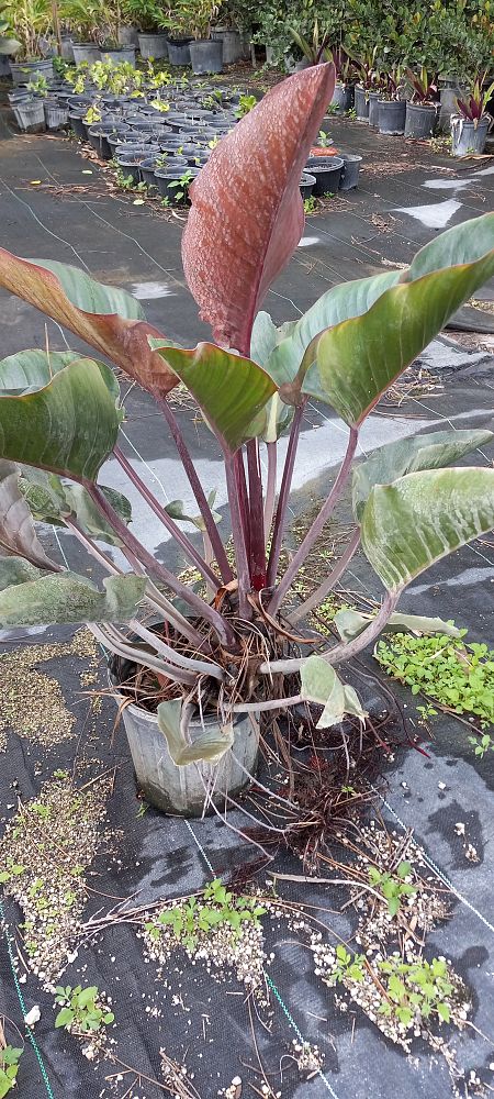 philodendron-rojo-congo-red-congo-philodendron