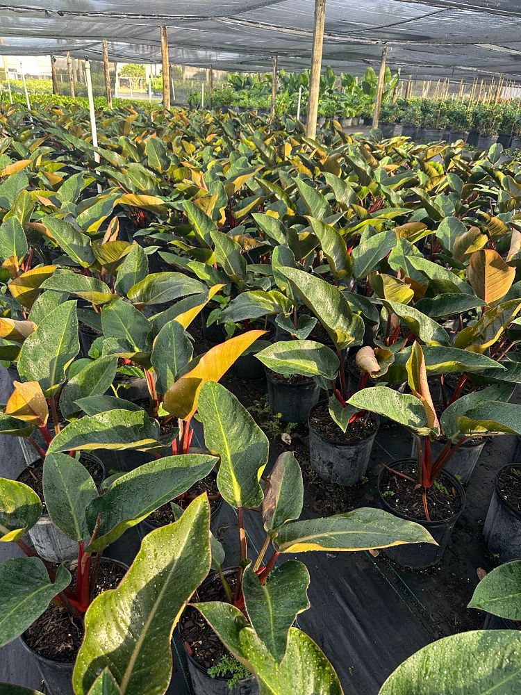 philodendron-rojo-congo-red-congo-philodendron
