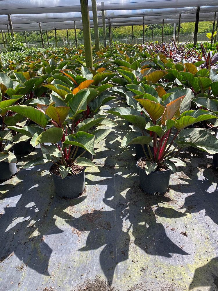 philodendron-rojo-congo-red-congo-philodendron