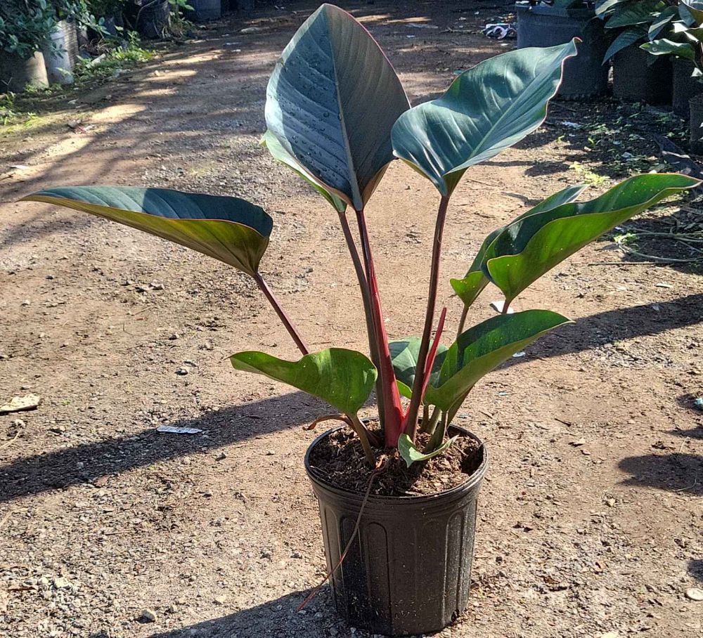 philodendron-rojo-congo-red-congo-philodendron
